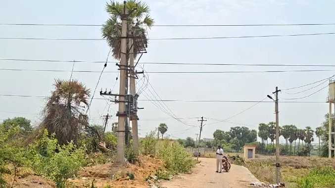 உயர் மின்னழுத்த கம்பி மீது விழுந்த நுங்கை எடுக்க முயற்சி