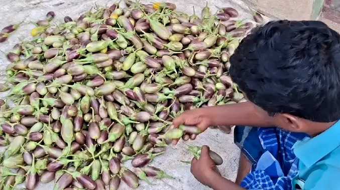 கத்திரிக்காய் செடிகளில் நோய் தாக்குதல் - விவசாயிகள் வேதனை