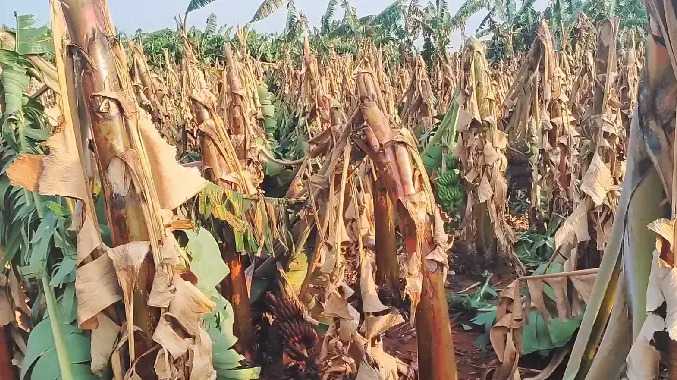 அறுவடைக்கு தயாராக இருந்த வாழைகள் சாய்ந்து சேதம்
