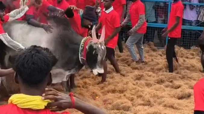 போட்டி போட்டுக்கொண்டு காளைகளை அடக்கிய வீரர்கள்