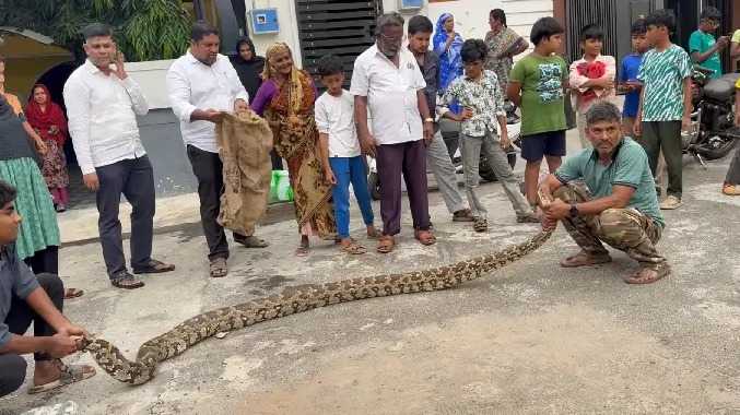 ஆட்டின் உடலை இறுக்கமாக சுற்றிய மலைபாம்பு