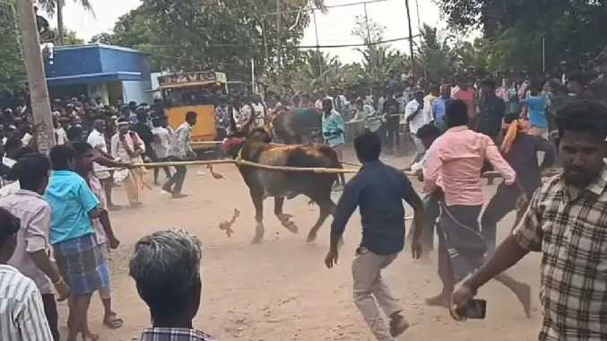 அம்மன் கோயிலைச் சுற்றி திறந்து விடப்பட்ட 12 காளைகள்