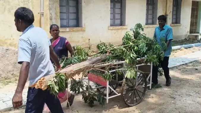 ஸ்ட்ரெக்சரில் மரங்களை ஏற்றி சென்ற ஊழியர்கள்