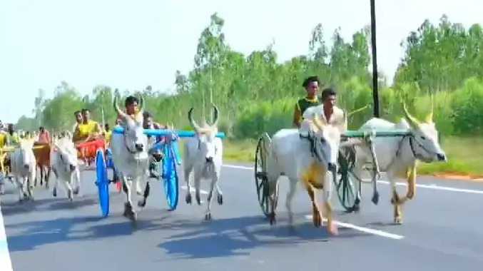 கோயில் திருவிழாவை முன்னிட்டு எல்கை பந்தயம்