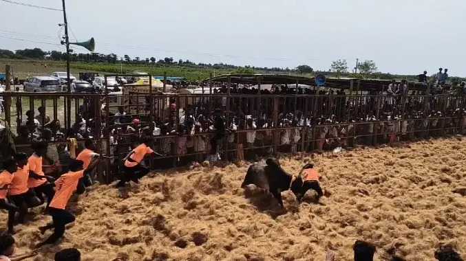 கோயில்  திருவிழாவை முன்னிட்டு மஞ்சுவிரட்டு போட்டி