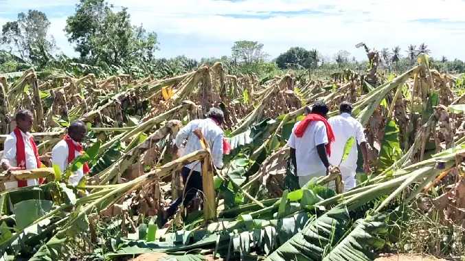 500 ஏக்கரில் உள்ள வாழை மரங்கள் முறிந்து விழுந்து சேதம்