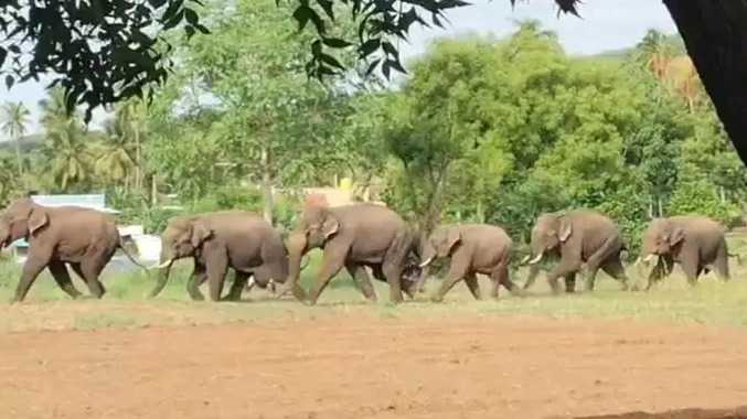 கிராமத்திற்குள் புகுந்த காட்டு யானைகள்