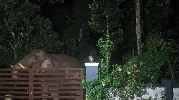 பந்தலூர் அருகே கிராமத்தில் உலா வந்த யானை