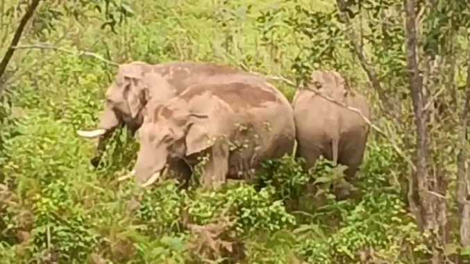 லோயர் பாரளை எஸ்டேட் பகுதியில் உலா வந்த யானை கூட்டம்
