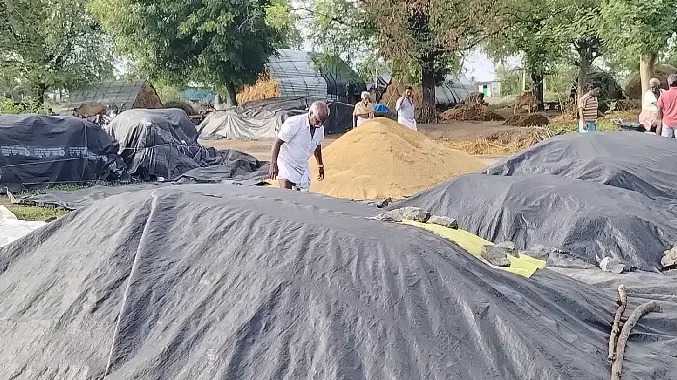 மழைநீரில் நனைந்து நெல்மணிகளின் நிறம் மாறி சேதம்