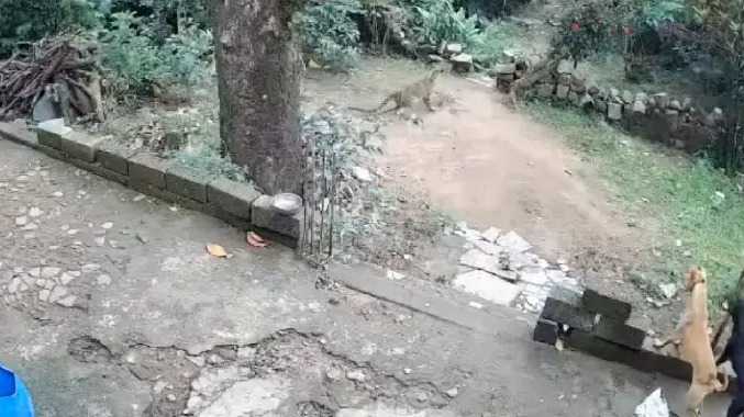 கோழியை பிடிக்க சிறுத்தை பாய்ந்ததன் சிசிடிவி காட்சி