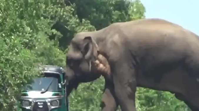 வாகனங்களை வழிமறித்து பழங்களை பறிக்கும் காட்டு யானை