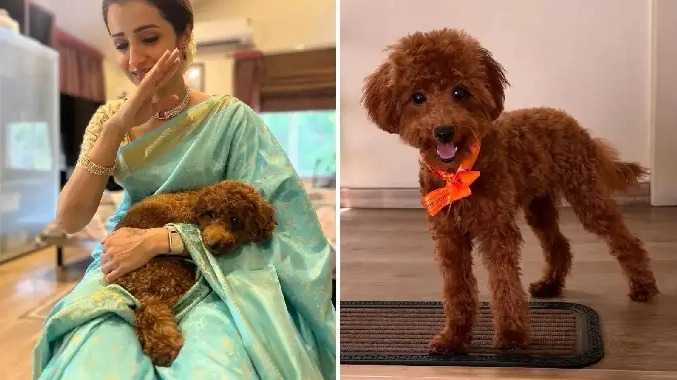 திரிஷாவின் நாய்க்குட்டி குறித்து பேசிய விஷ்ணு விஷால்