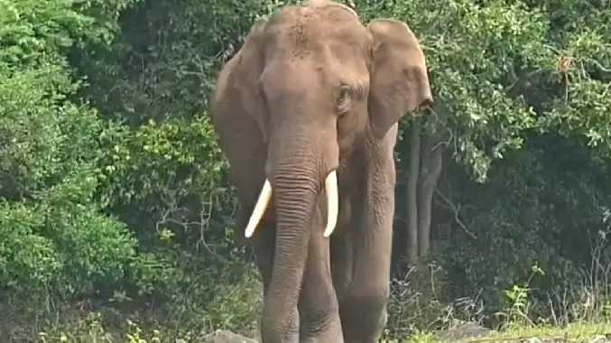 சாலையில் நடந்து சென்ற ஒற்றைக் காட்டு யானை