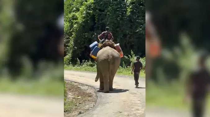சாலைகள் முடங்கியதால் யானைகள் மூலம் நிவாரணம்