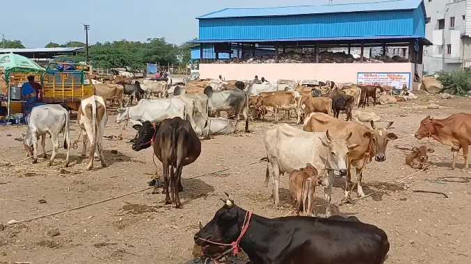மணப்பாறையில் கால்நடை சந்தை குத்தகை ரத்து