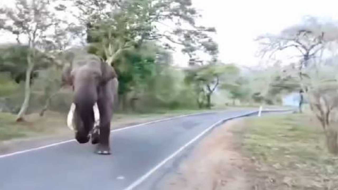 சுற்றுலா வாகனத்தை துரத்திய யானை