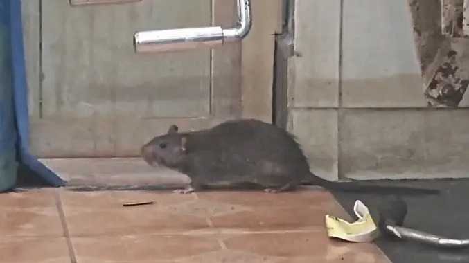 வாணியம்பாடி அரசு மருத்துவமனையில் எலிகள் தொல்லை