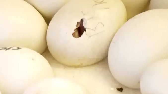 பாதுகாக்கப்பட்ட கிளி இனத்தின் முட்டைகள்