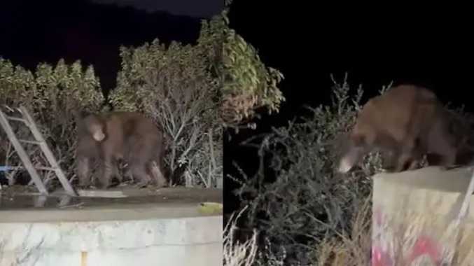 தண்ணீர் தொட்டிக்குள் சிக்கிய தாய் கரடி, 3 குட்டிகள் மீட்பு