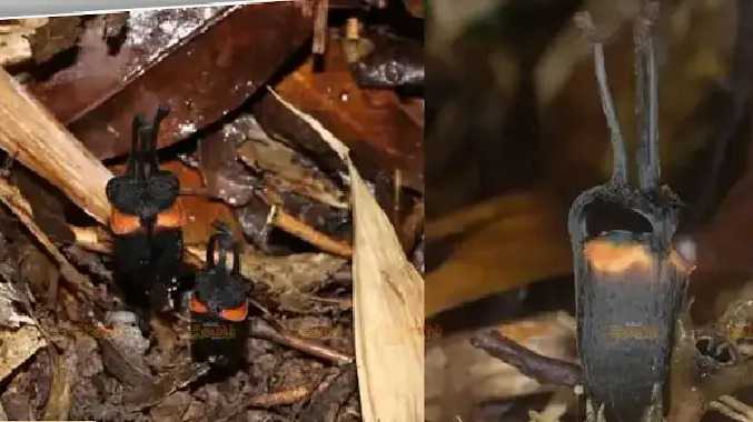 ‘அரக்கப்பூ’ கண்டுபிடிப்பு