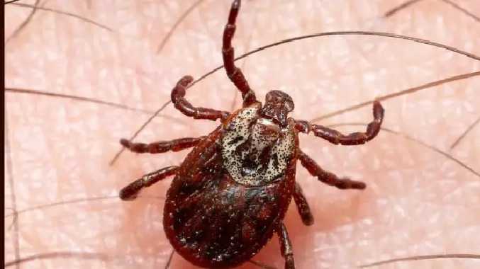 சீனாவில்  புதிய உண்ணி வைரஸ் கண்டறியப்பட்டது