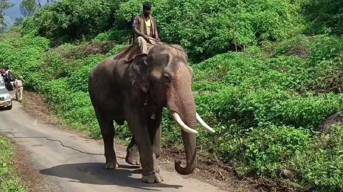 ஓவேலி லாரிஸ்டன் பகுதியில் இதுவரை சிக்காத புலி