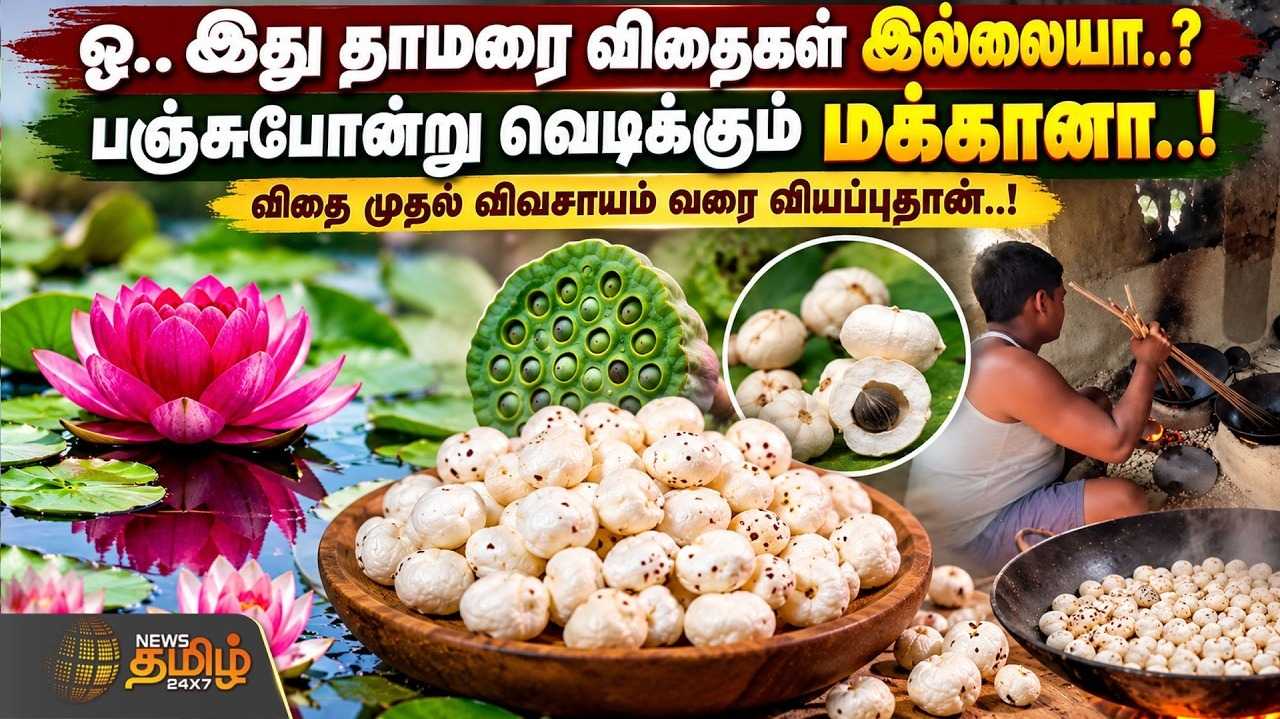 இது தாமரை விதைகள் இல்லையா? பஞ்சுபோன்று வெடித்து விழும் மக்கானா