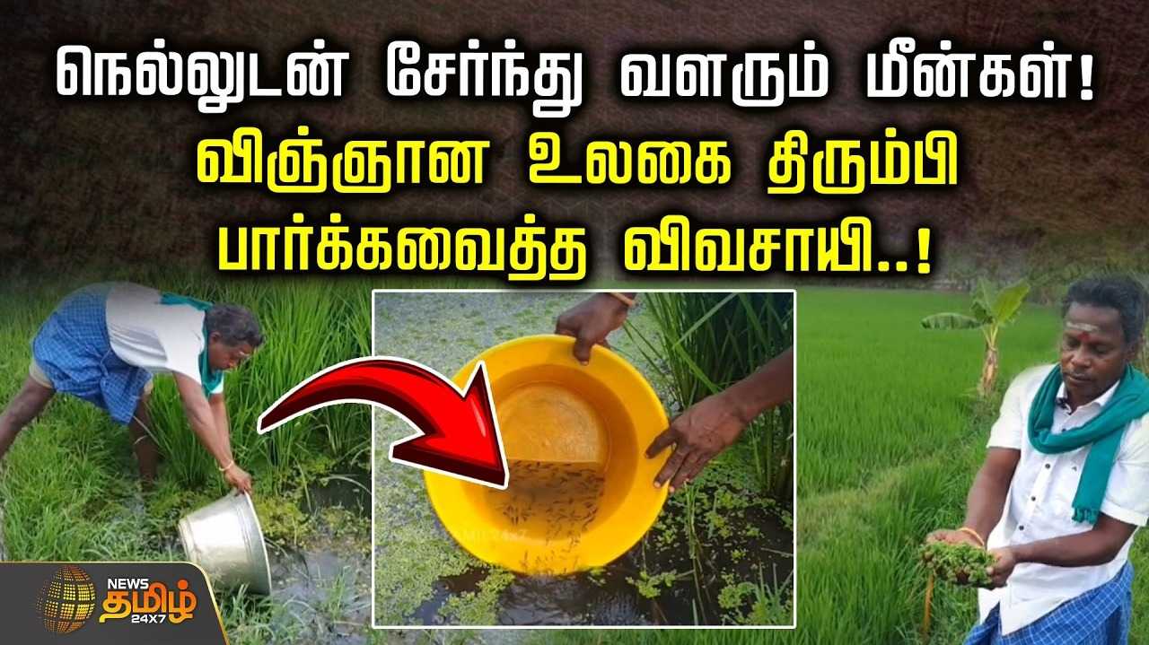 நெல்லுடன் சேர்ந்து வளரும் மீன்கள் 
வயலிலும், குட்டையிலும் நீந்தி செல்ல வசதி