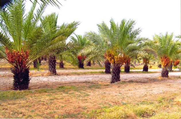 Making Businessmen Out Of Farmers - The Kutch Example