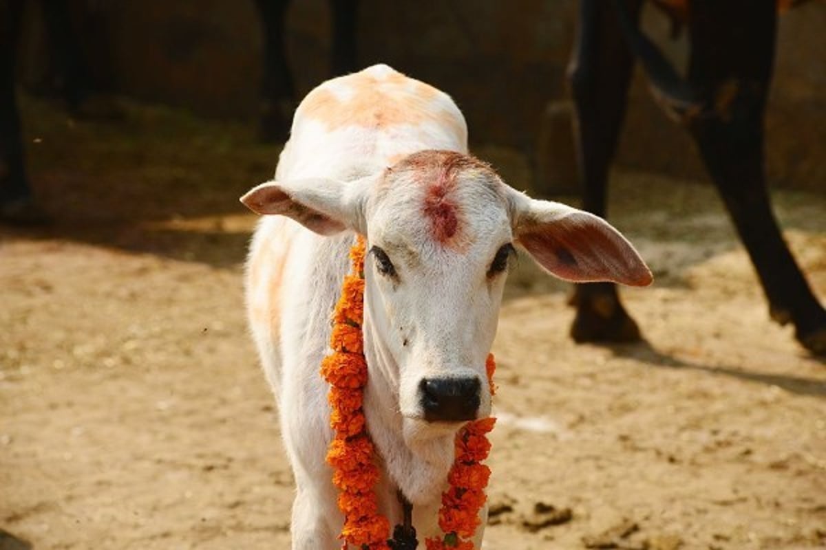 This District In Uttar Pradesh Turns To ‘Roti Banks’ For Feeding Cows