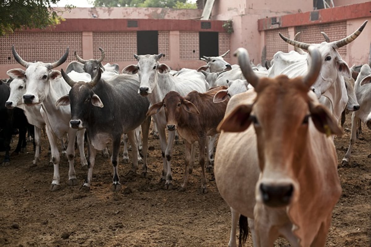 Launch Scheme For Procuring Cattle Dung Directly From Farmers: Standing Committee On Agriculture To Government - Vimarsana News