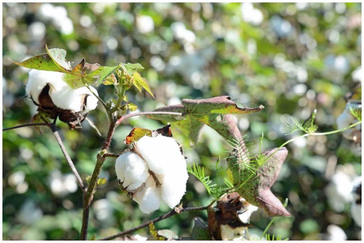 Andhra Pradesh Farmers Avail Benefits Of Open Market: Cotton Farmers In Guntur Prefer Private Traders To Traditional Buyers 3 swarajya%2F2019 07%2F8615d9cf c1b0 44c1 a5a4 36e2341a063a%2Fpjimage 7