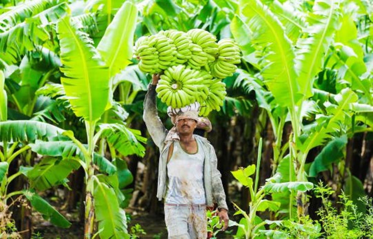 New Variety Of Banana Made In Maharashtra's Jalgaon, To Benefit Planters With Significant Reduction In Crop Damages - Vimarsana News