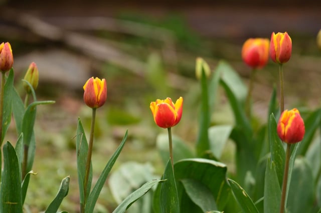 Uttarakhand’s Own Story: Why This New Tulip Garden In Pithoragarh Is