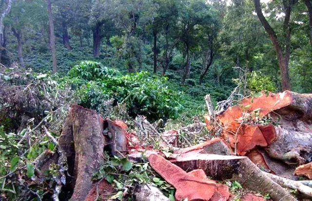 EIA Draft Notification 2020 Explained: Will It Harm Environment As ...