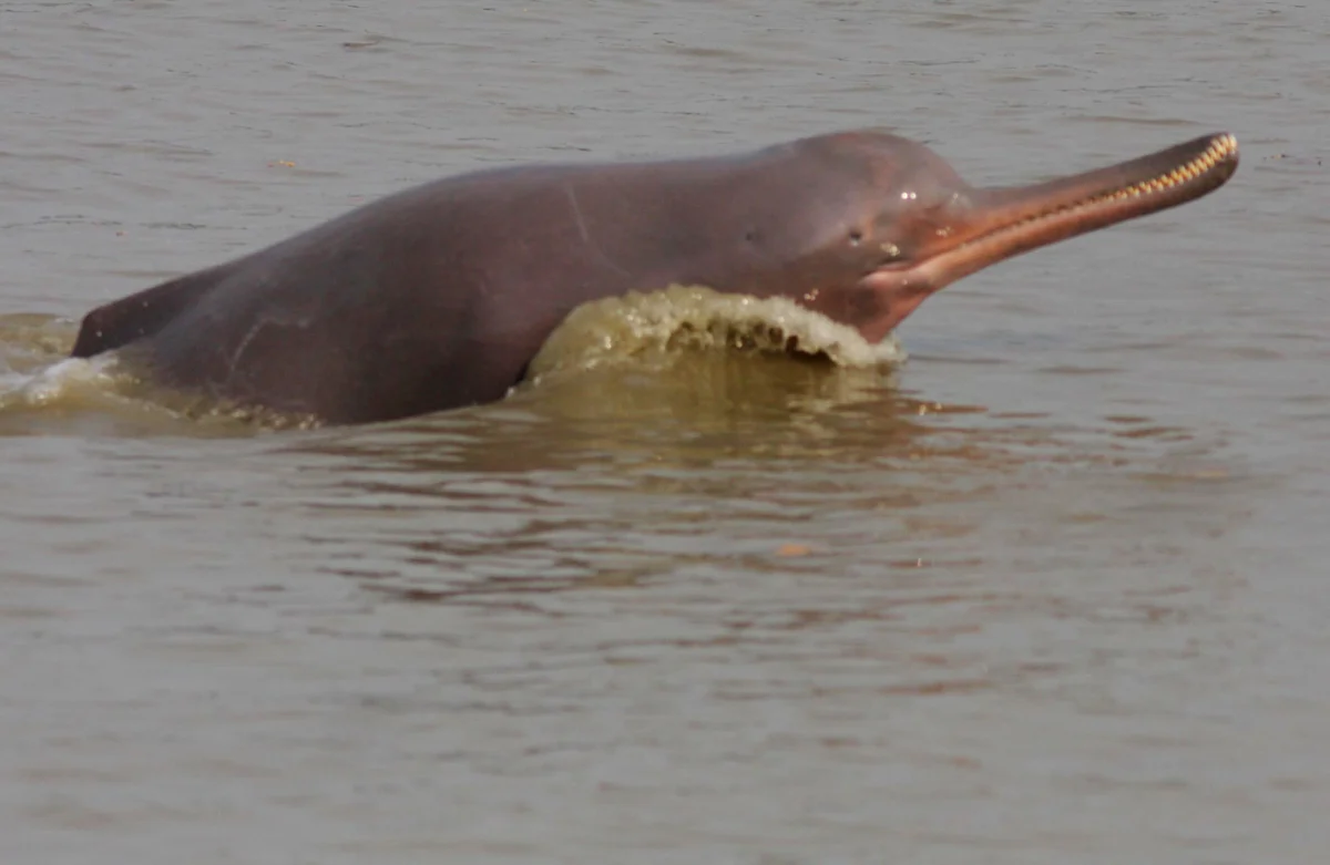 5 years after launch of Namami Gange: Ganga Has High Biodiversity Levels and lower pollution levels 3 Namami Gange