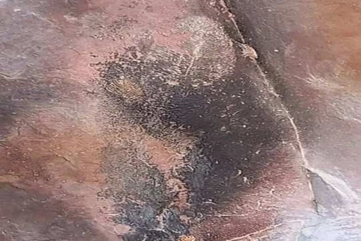 Fossil Of Dickinsonia, Oldest Animal on Earth Found In Bhimbetka, Madhya Pradesh By Geological Survey Of India 3 swarajya%2F2021 02%2F8c2ea928 ee90 4792 8097 daca0d6026e1%2Fnavbharat times