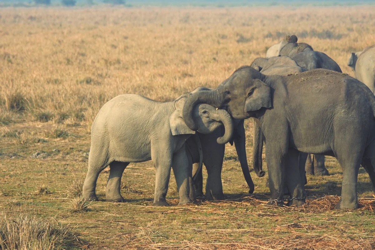 How Assam's Vaishnavite Culture Instills Strong Conservation Ethos Among Its People 3 swarajya%2F2021 02%2Fcdafc657 3f51 4f2a 946a f386c9074f4b%2FElephant sized love
