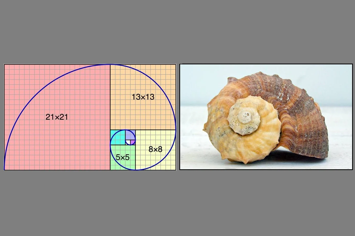 fibonacci sequence