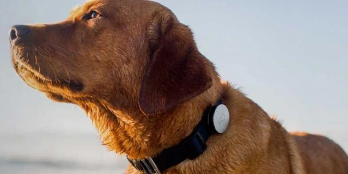Wearable technology for animals is a $2.6bn market