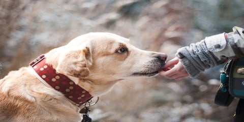 How People can Benefit from Emotional Support Animals