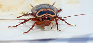 How Pests Threat Can Make You Suffer From Food-borne Illnesses