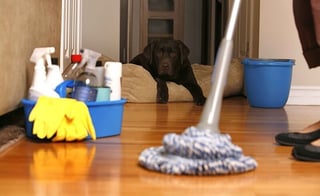 Useful Tips on Cleaning Your Apartment When You Have a Pet