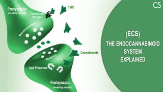 Cannabidiol and how it interacts with the Endocannabinoid System in your body