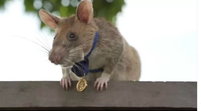 African Critter Receives Gold Medal