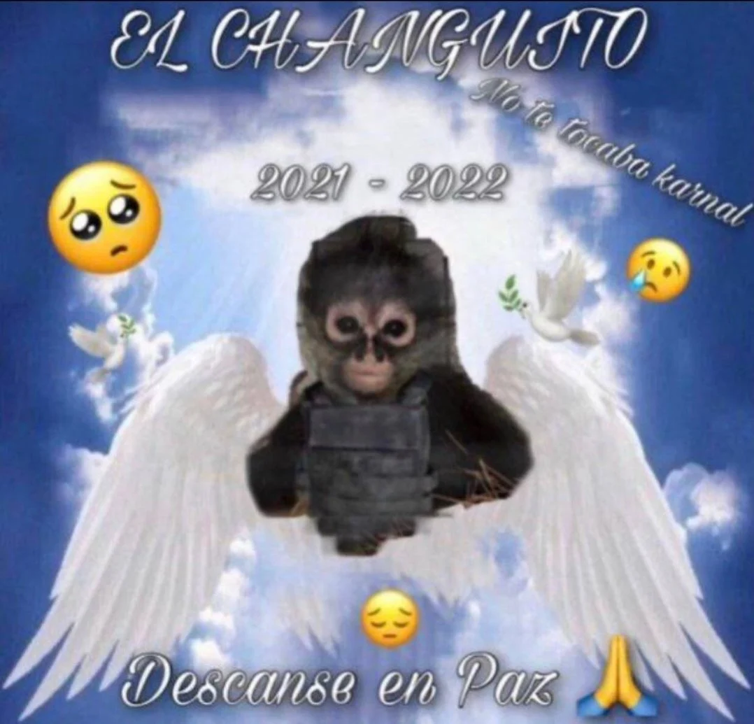 Cartel Shootout Leaves 12 Dead, Including Narco Monkey