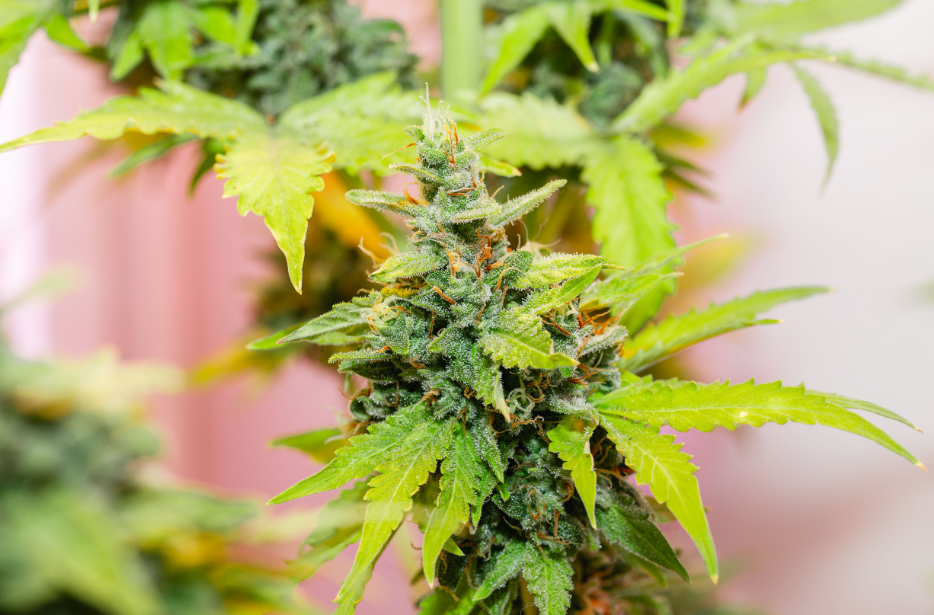 President Biden Pardons Federal Crimes Related to Simple Marijuana Possession