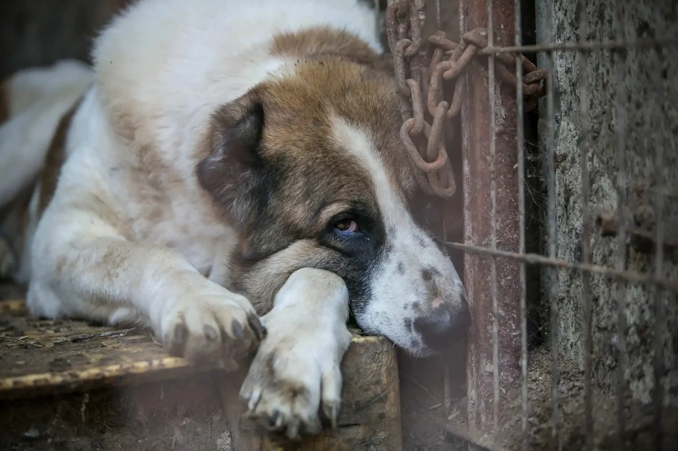 South Korea Passes Law Banning Trade/Sale of Dog Meat by 2027