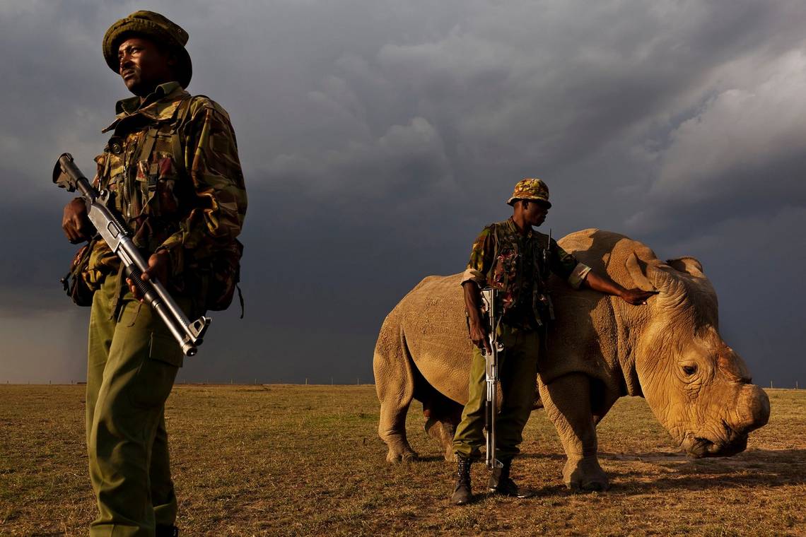 Suspected Rhino Poachers Arrested in KwaZulu-Natal, South Africa